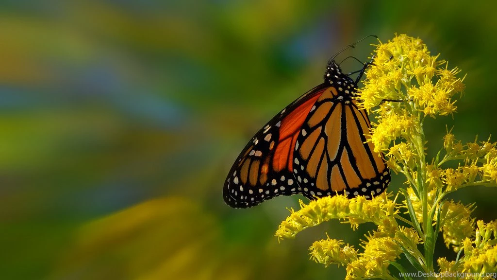 Zoom Monarch Butterfly HD Wallpapers