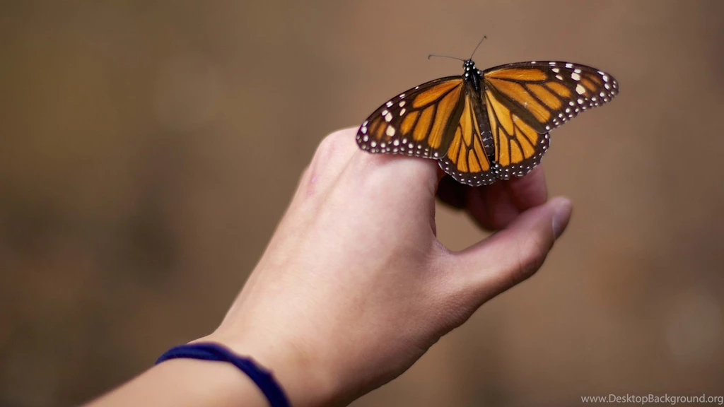 Monarch Butterfly Wallpapers :: HD Wallpapers