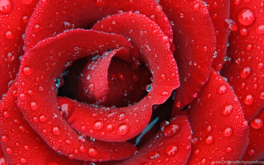 Daisy Flower Macro Petals