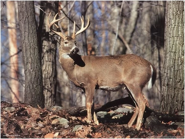 Just Pics Of Whitetail Deer