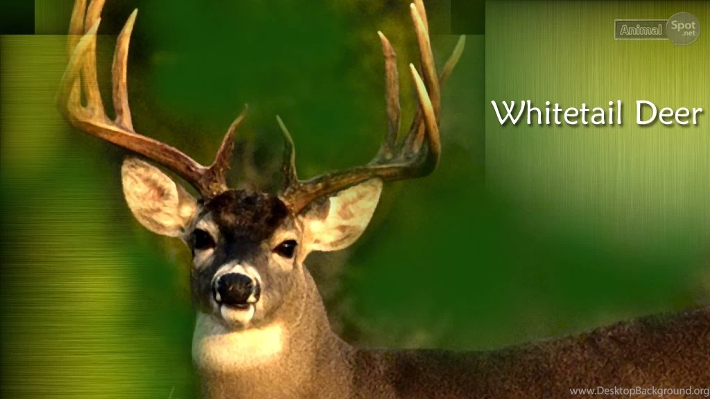 Deer Wallpapers « Animal Spot