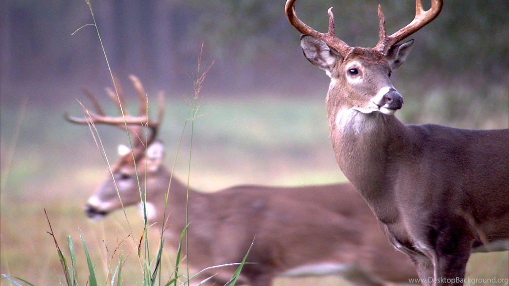 PBS' “Nature” Draws Back The Curtain On “The Private Life Of Deer ...