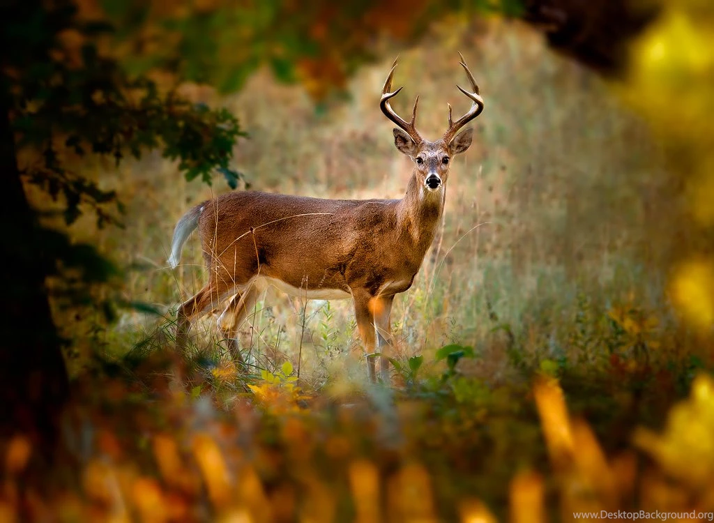 Whitetail Through The Window