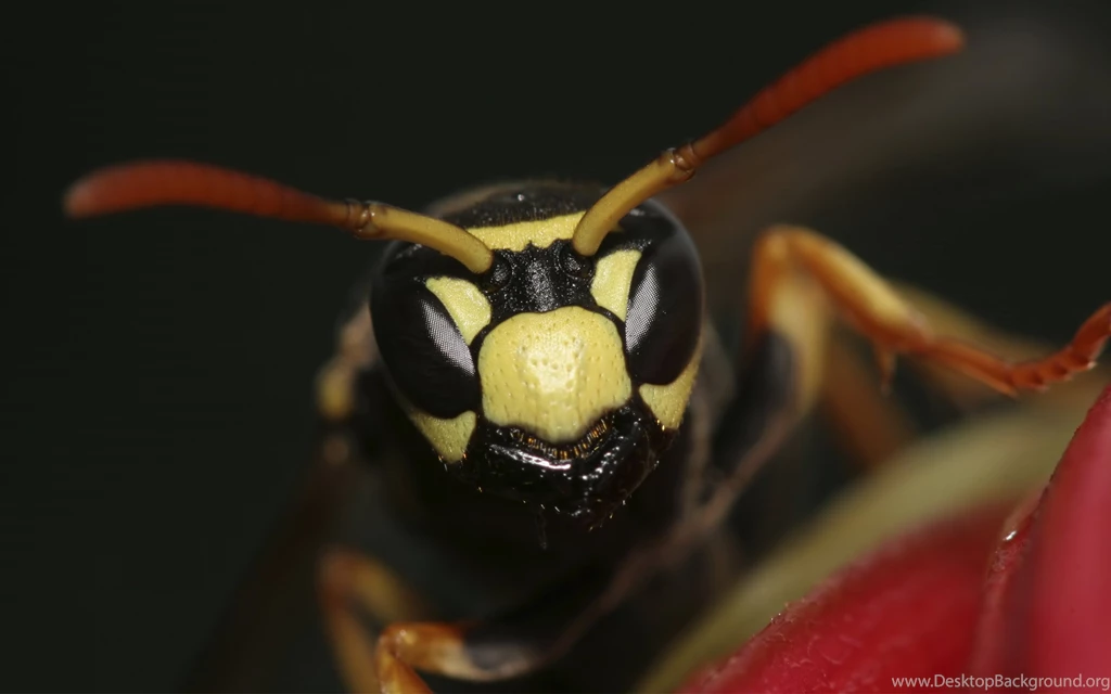 Desktop Wallpapers · Gallery · Animals · Wasp High Resolution ...