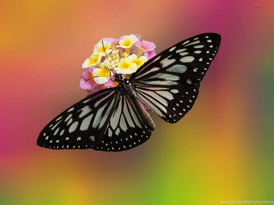 Beautiful HD Wallpapers Collection 1   Wallpapers Download