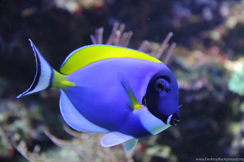 BEST FISH IMAGE WALLPAPER Josh001 – Wallpaperjosh