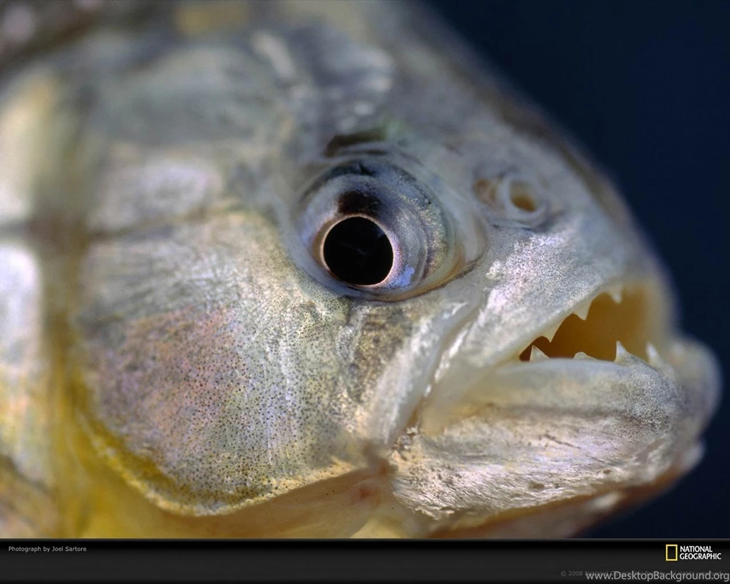 Piranha Wallpapers And Backgrounds Animals Town