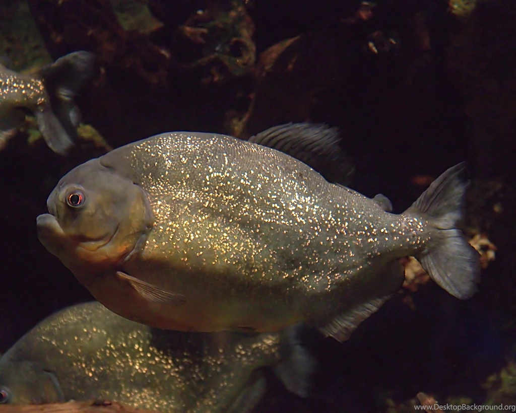 Piranha Photos And Wallpapers. Nice Piranha Pictures