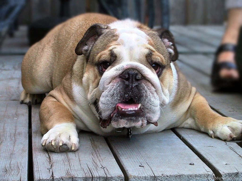 English Bulldog Wallpapers In HD