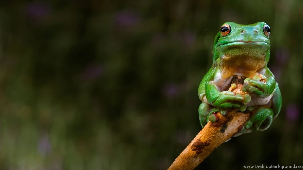 Bing Wallpapers Archive