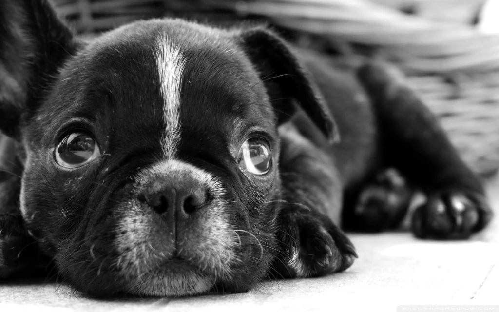 Black french bulldog puppy wallpaper.jpg