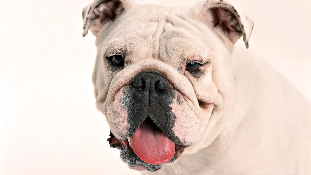 Animals Dogs Bulldog English Bulldog Wallpapers