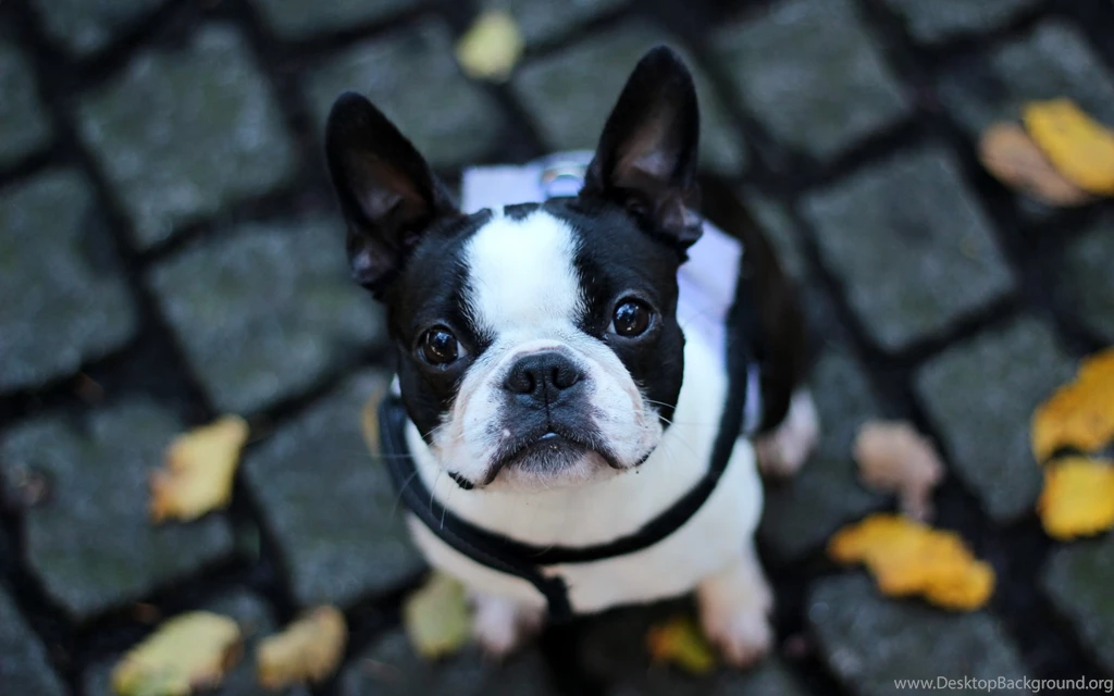 French Bulldog Wallpapers HD Download