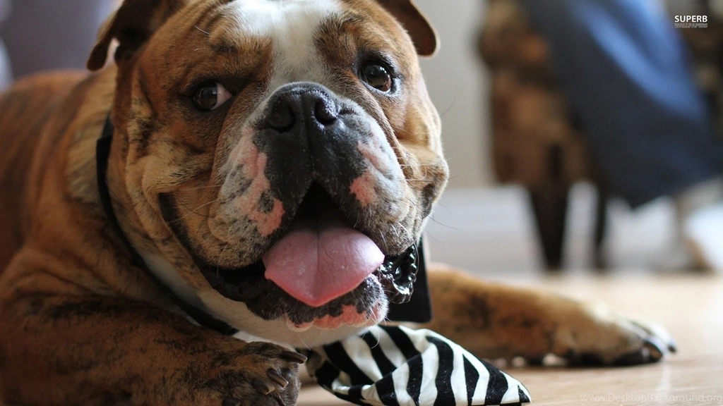 English Bulldog Wallpapers Animal Wallpapers