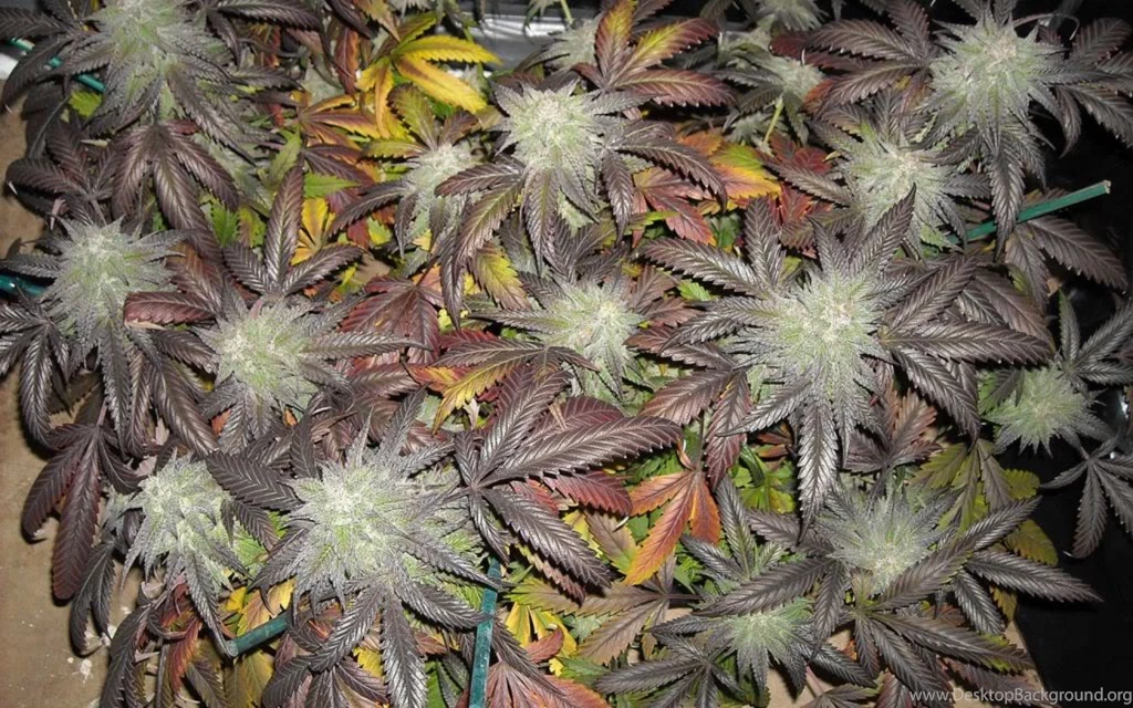 Marijuana Wallpapers