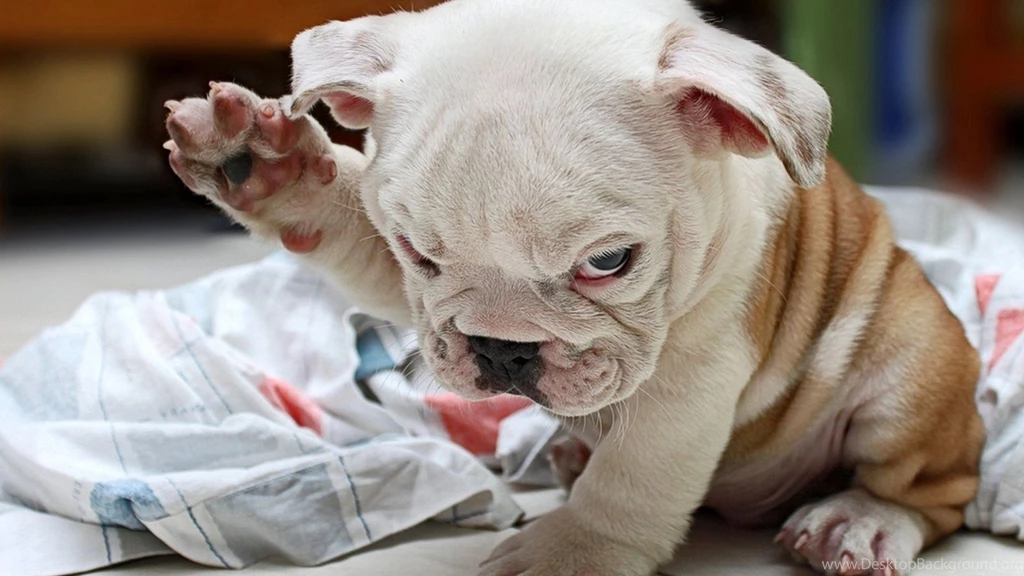 Download Wallpapers 3840x2160 Puppy, Fold, Bulldog, Cute, Dog 4K ...