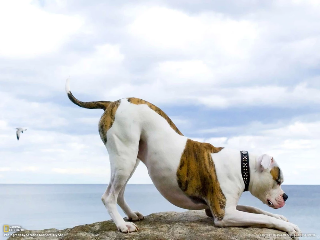 American Bulldog Wallpapers HD Download