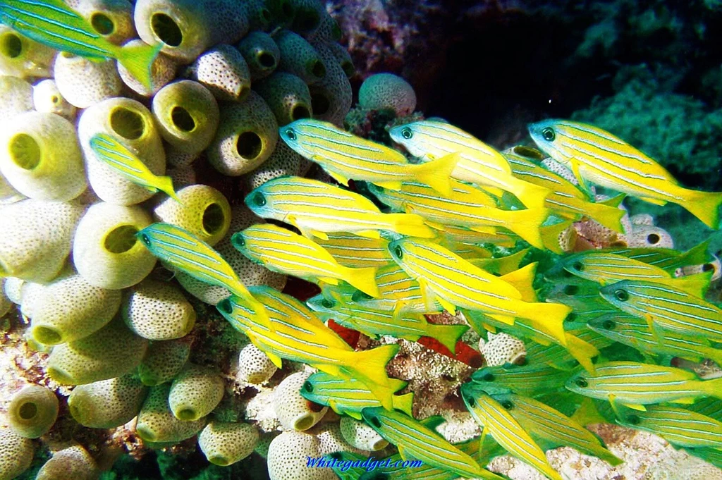 108541d1339569417 fish wallpaper Computer fish wallpaper Computer pic.jpg