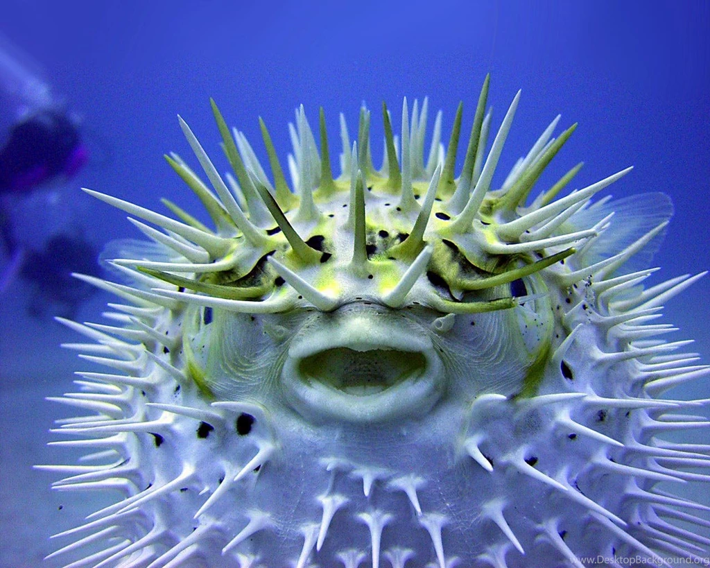 Fish Desktop Wallpapers HD Wallpapers Lovely