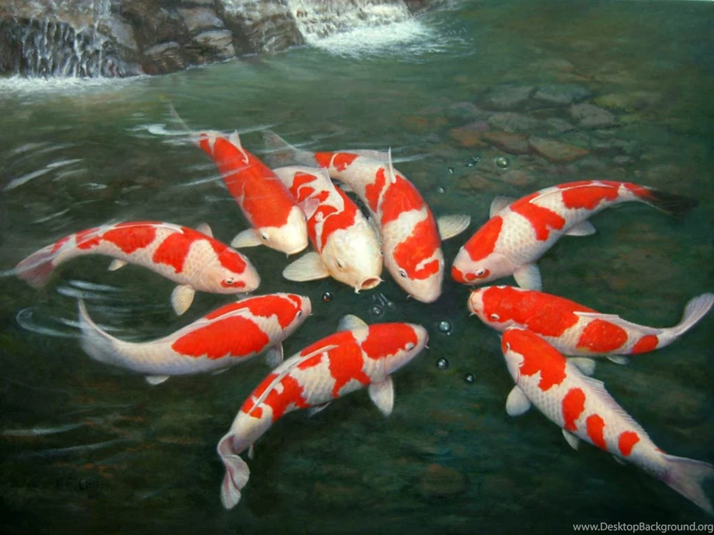 Fish Desktop Wallpapers