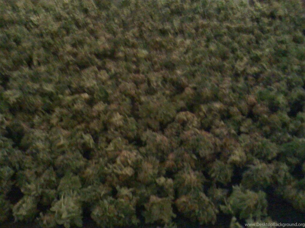 O.G/Hindu/Purple/ & BlueBerry Kush Freshly Clipped Pot Picture ...