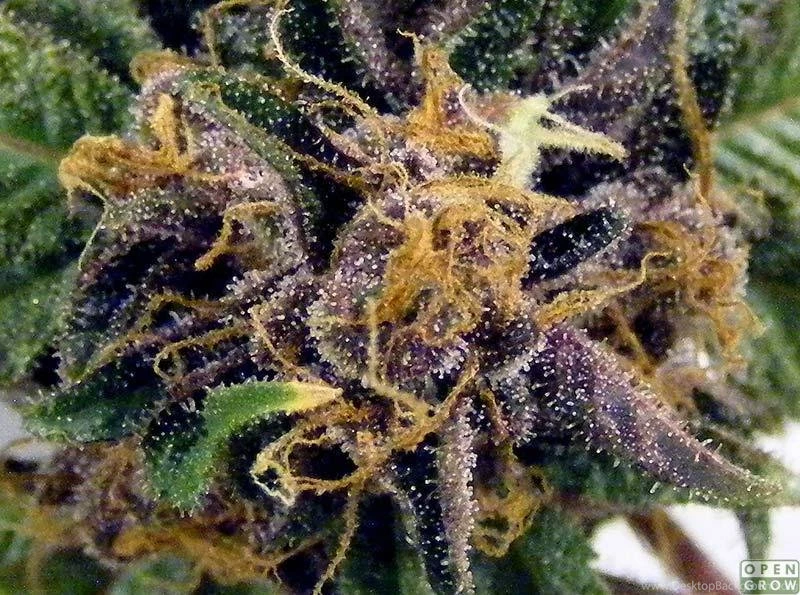 Info About Purple Kush + Grandaddy Purple « Indoor Talk « OpenGrow
