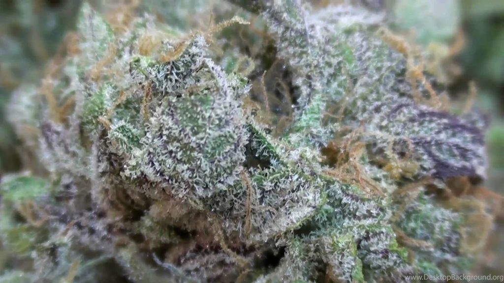 Purple Kush Strain Review YouTube