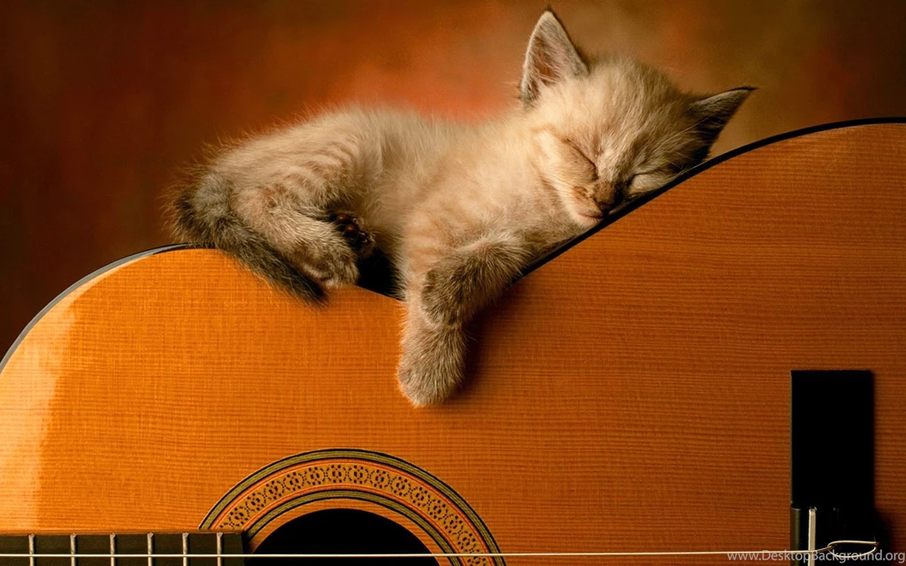 Kitty Sleep On Guitar Wallpapers