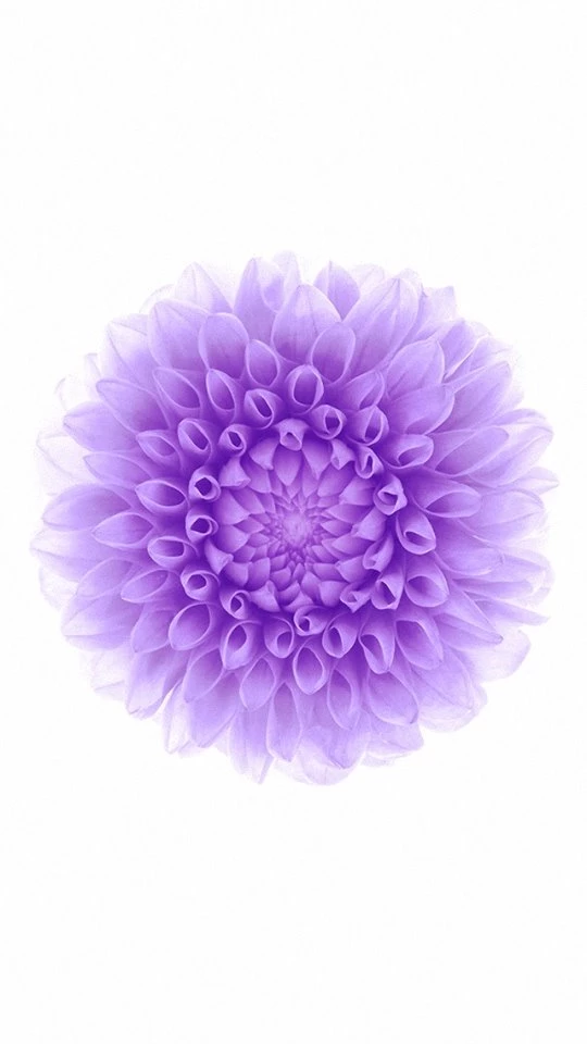 Abstract Purple Blossom Mobile Phone Wallpapers HD 540x960