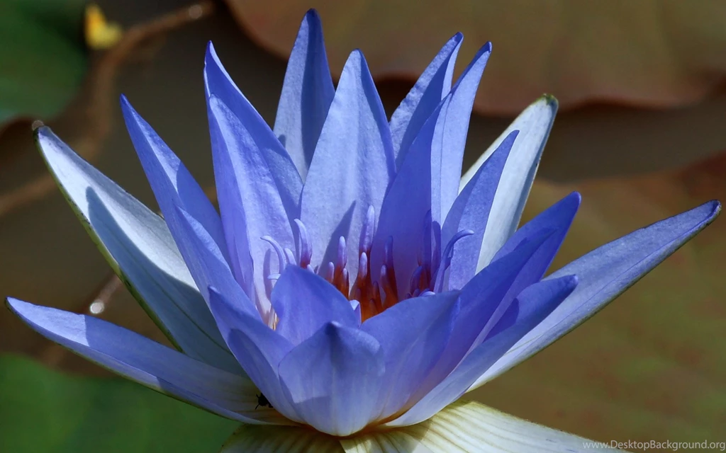 Blue lotus dsc06099 a4 ws.jpg