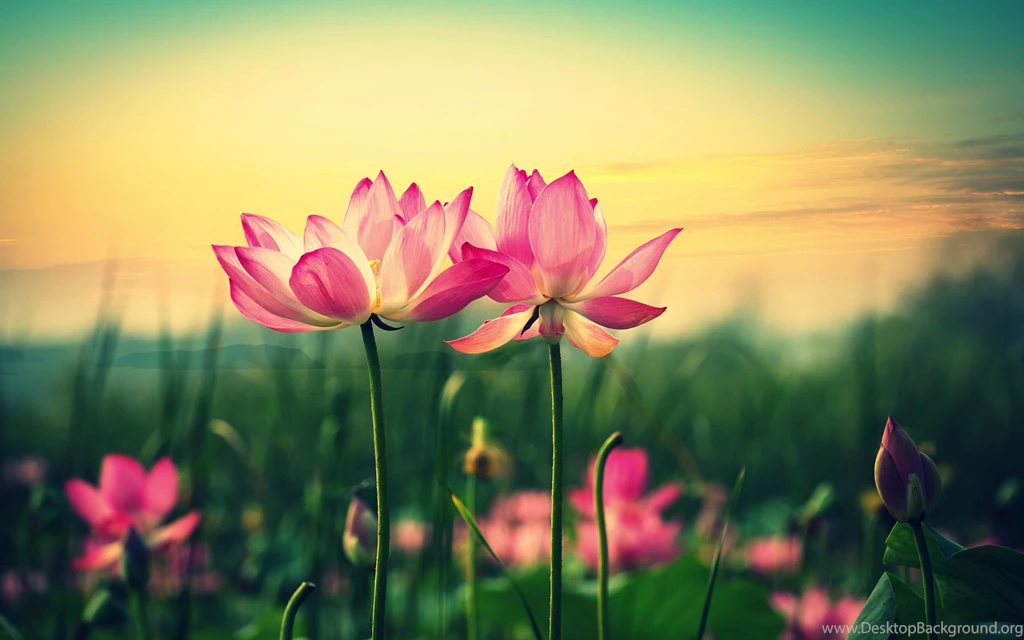 Flower Wallpapers With Purple Orange Lotus In Black Backgrounds