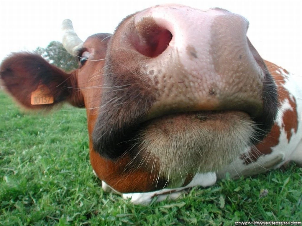 Funny Animal Wallpapers   Page 5   Crazy Frankenstein