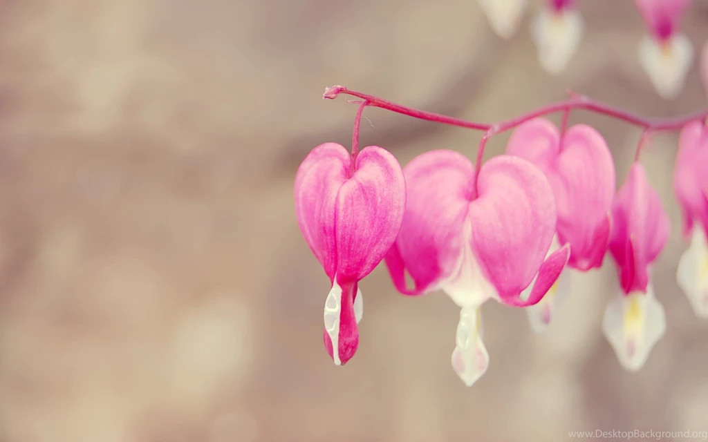 Great Bleeding Heart Wallpapers