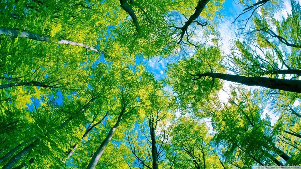 Forest Sky View HD Desktop Wallpapers : High Definition ...
