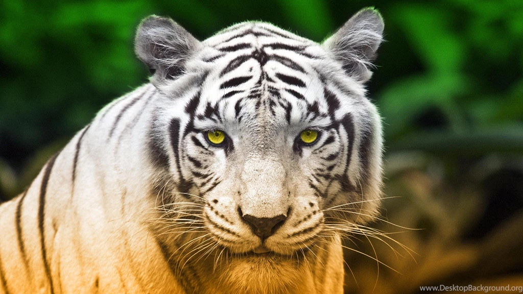 191 White Tiger HD Wallpapers