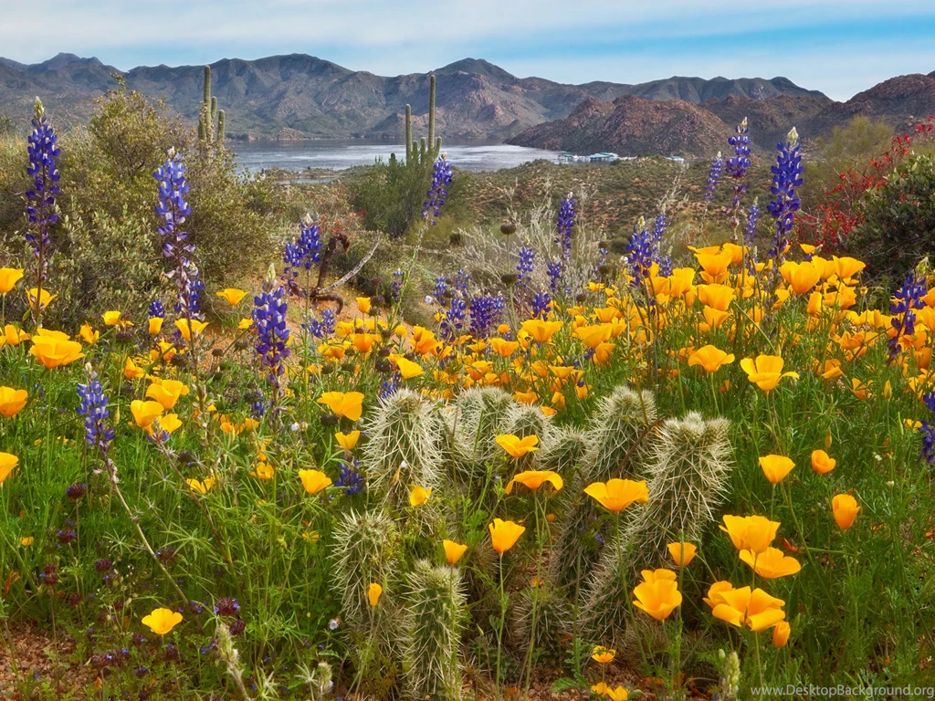 Arizona Desert In Bloom Bing Images