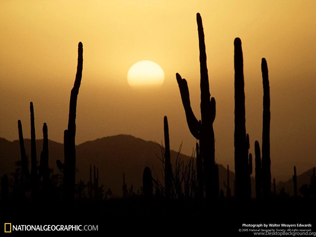 Mexico, Sonora Desert, 1971, Photo Of The Day, Picture ...