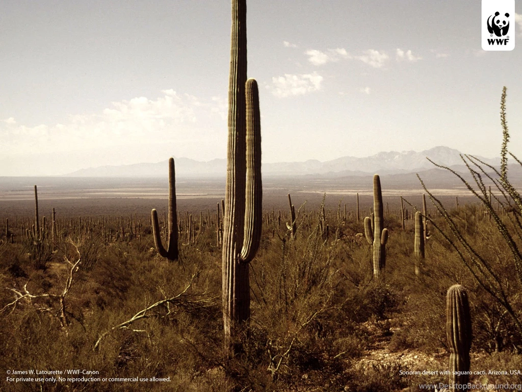 Cacti