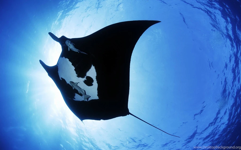 Beautiful Manta Ray Sea Creature Desktop Wallpapers