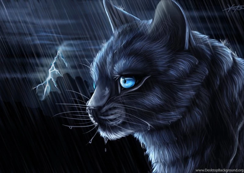 Warrior cats HD wallpapers.jpg