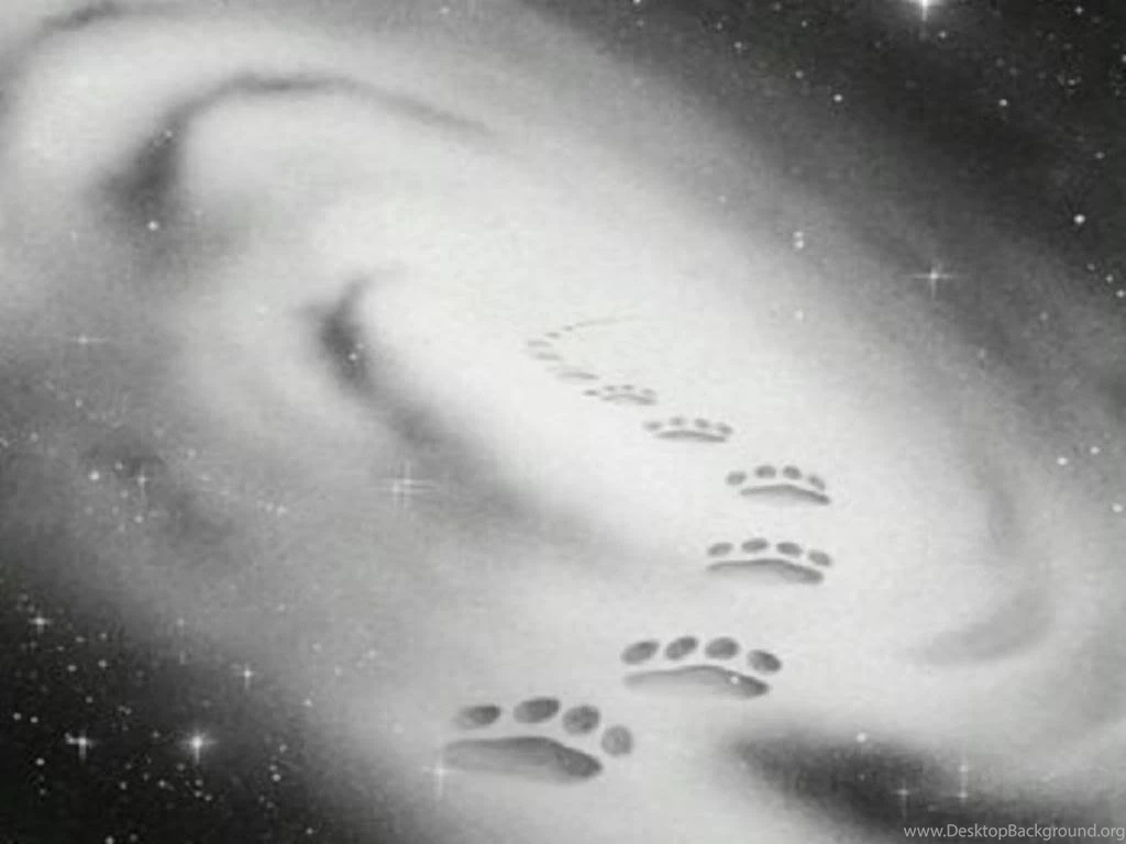 Warrior Cats Wallpapers Starclan
