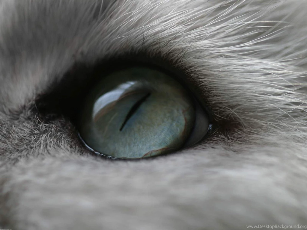 Wide Eyed Warrior Warrior Cats Forever Wallpapers (30405979) Fanpop