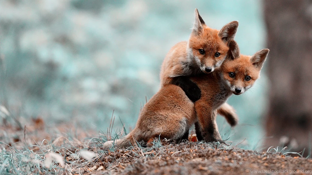 Fox Computer Wallpapers, Desktop Backgrounds