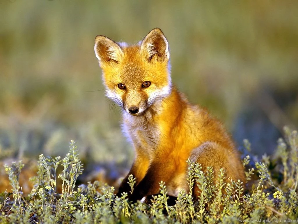 Grey fox
