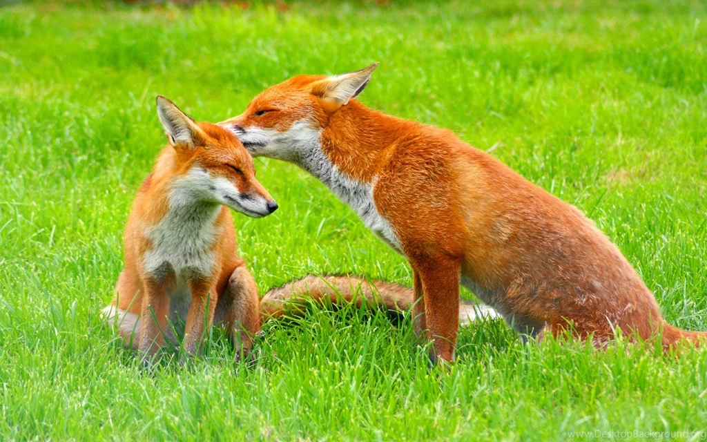 Fox Computer Wallpapers, Desktop Backgrounds