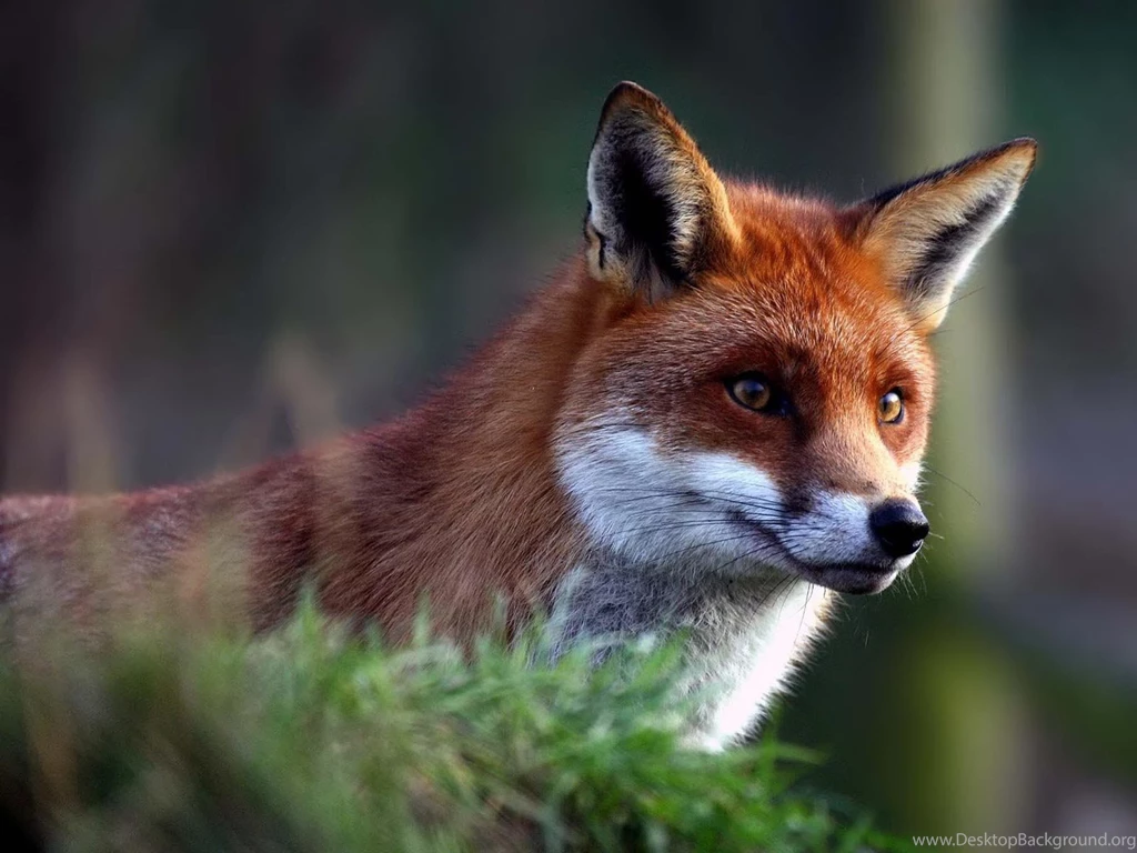Desktop fox animal image.jpg