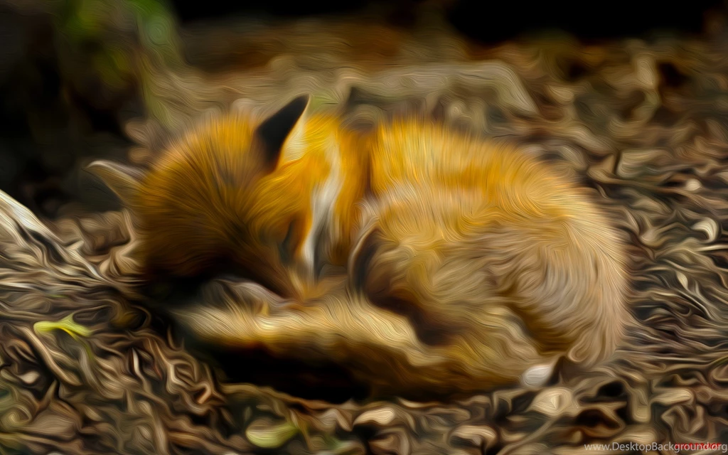 Fox Computer Wallpapers, Desktop Backgrounds