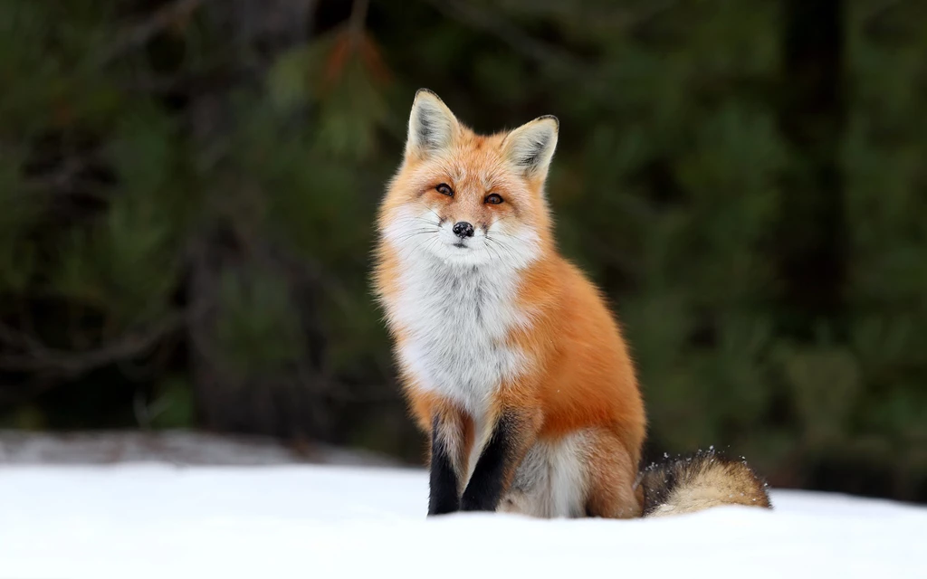 Ultra HD 4K Fox Wallpapers HD, Desktop Backgrounds 3840x2400