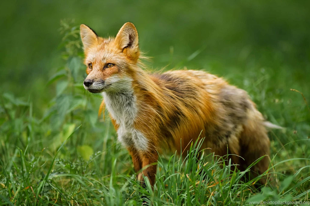Fox HD Pics