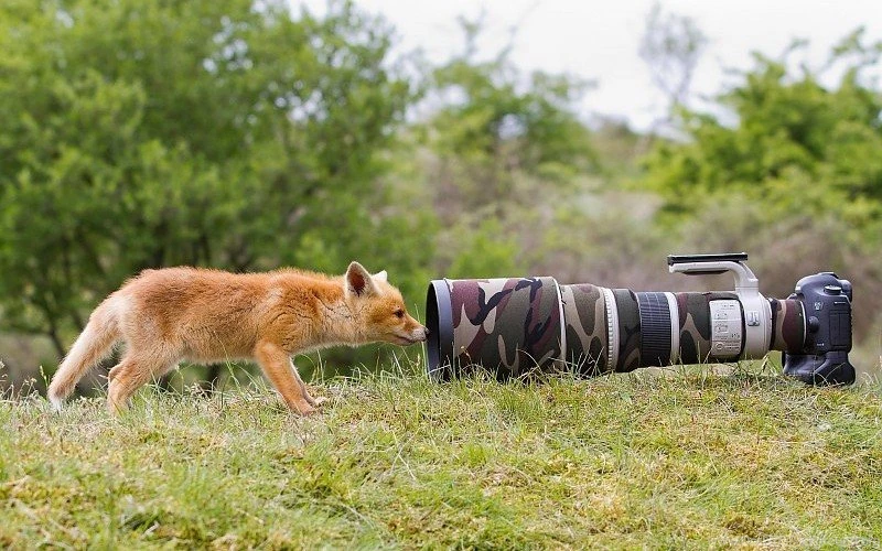 Fox Nature Lisenok Animal Camera Funny Free Desktop Backgrounds ...